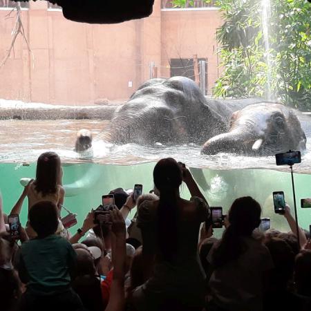 Dzieci fotografujący kąpiel słoni