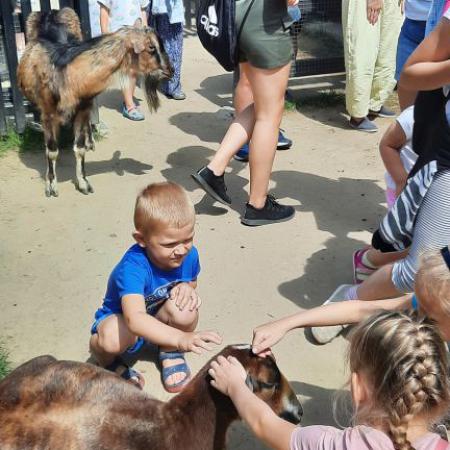 Dzieci głaskają kozy w ZOO