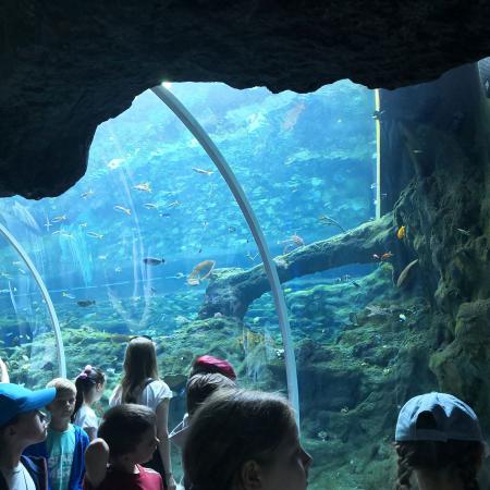 Grupa Dzieci Ogląda Rybki W Orientarium W Zoo